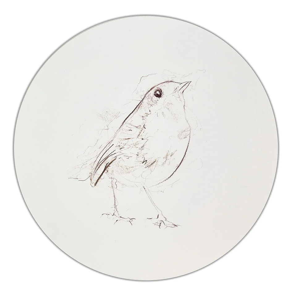 Robin Sketch II