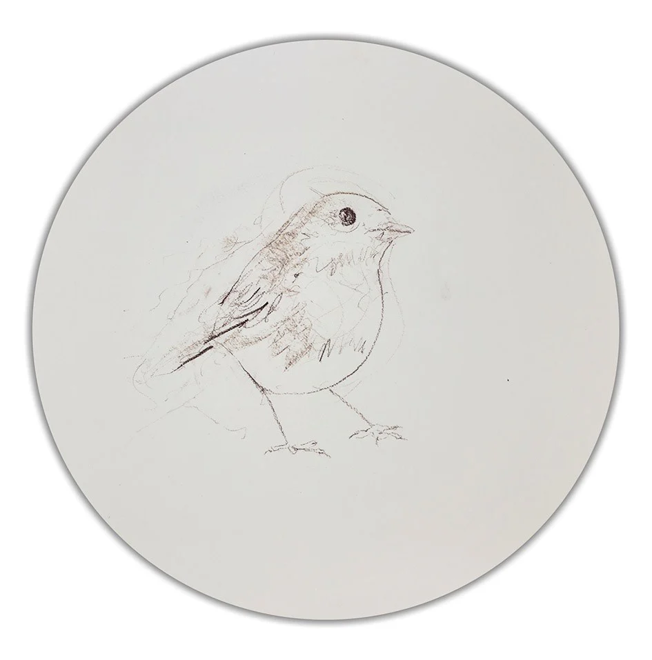 Robin Sketch V