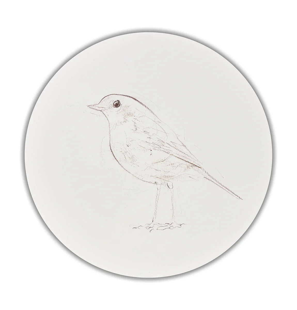 Robin Sketch VIII