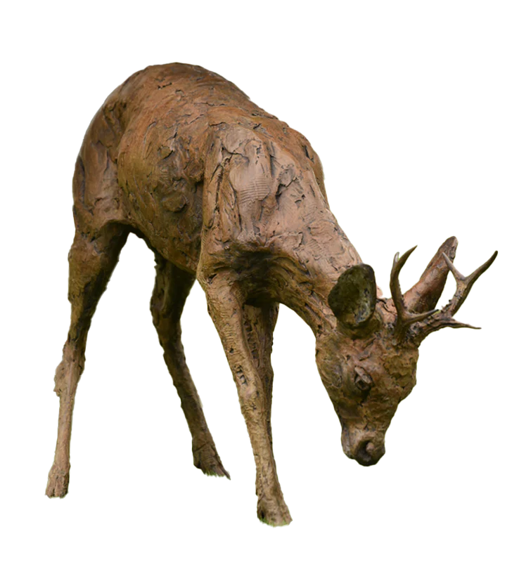 Roe Buck Grazing 2024 - Image 2