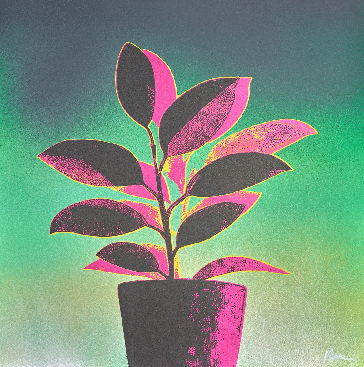Ficus Fabulosa - Red/Green
