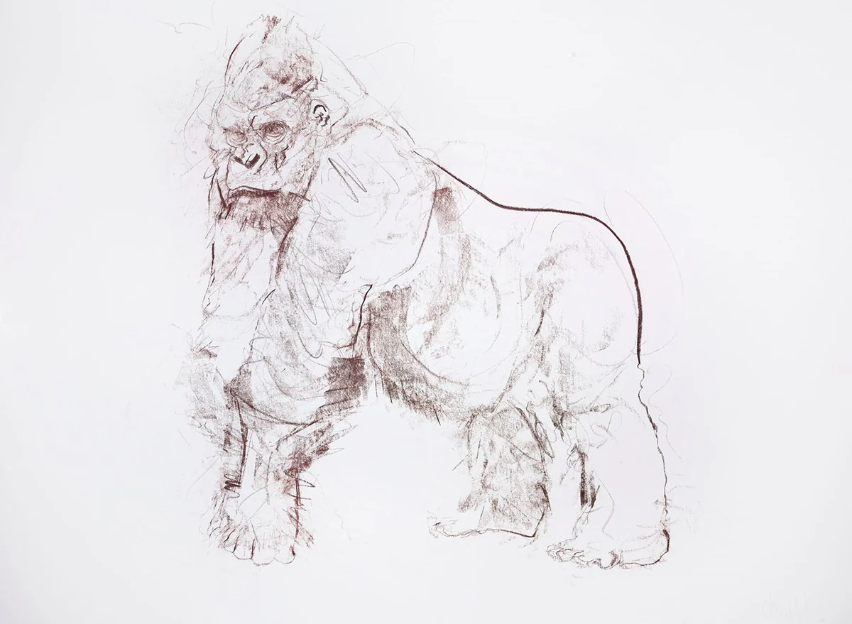 Silverback I Study