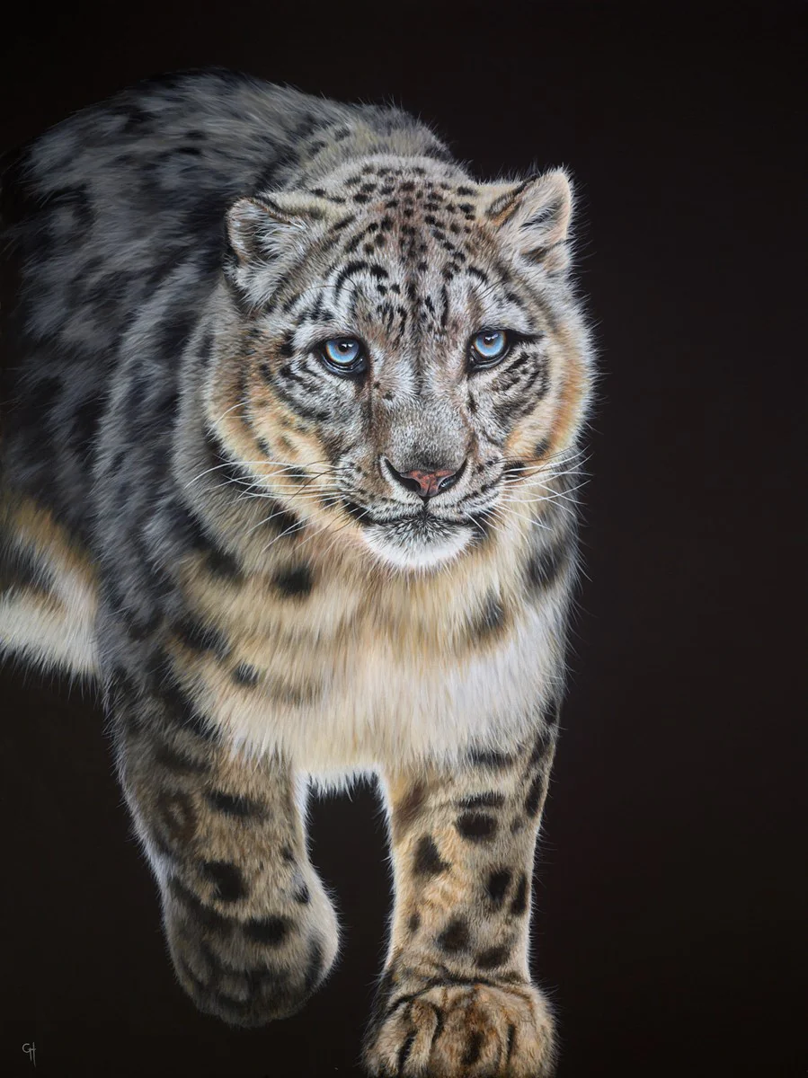 Snow Leopard Stalking