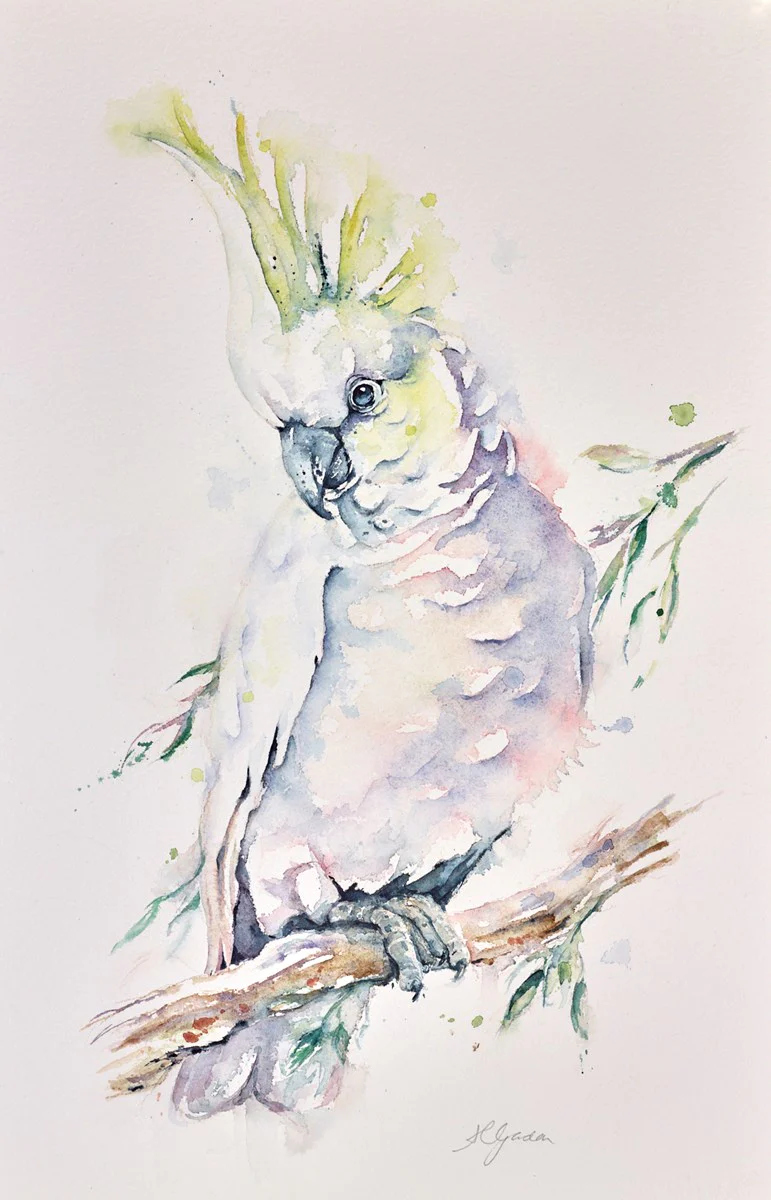 Sulphur Crested Cockatoo - Image 2