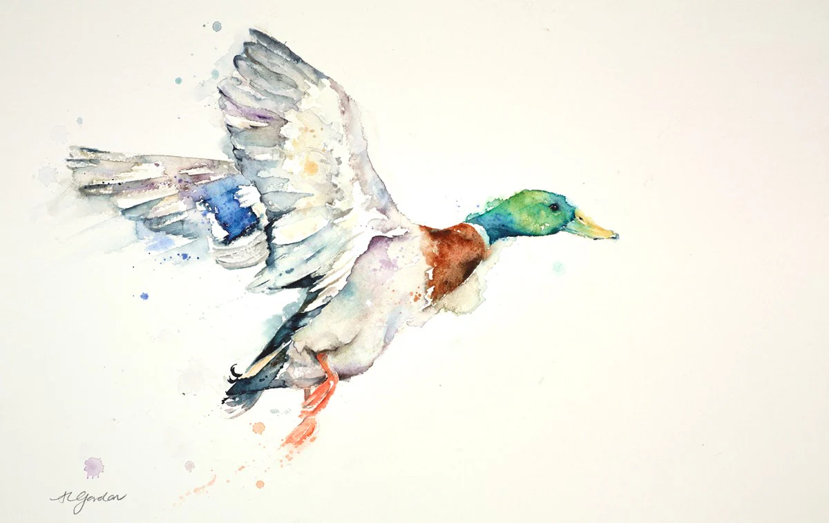Take Off - Male Mallard - Image 2