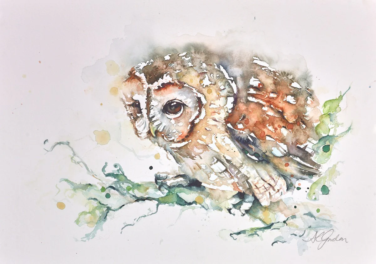 Tawny Owl