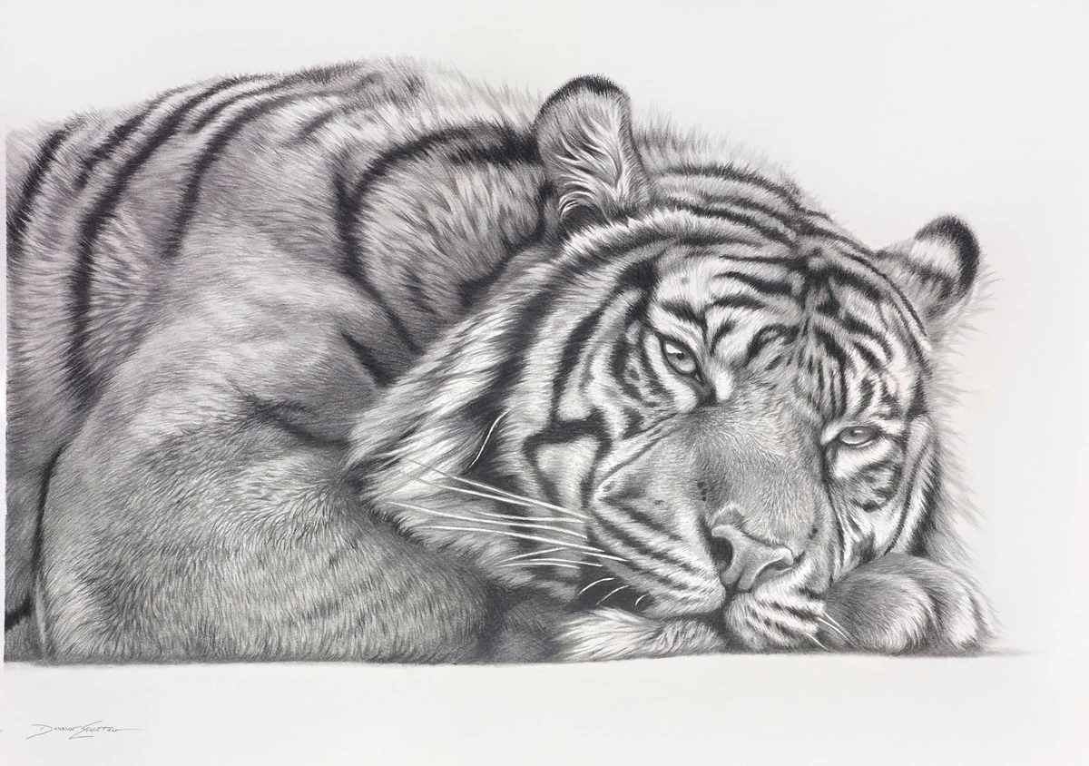 Tiger At Rest