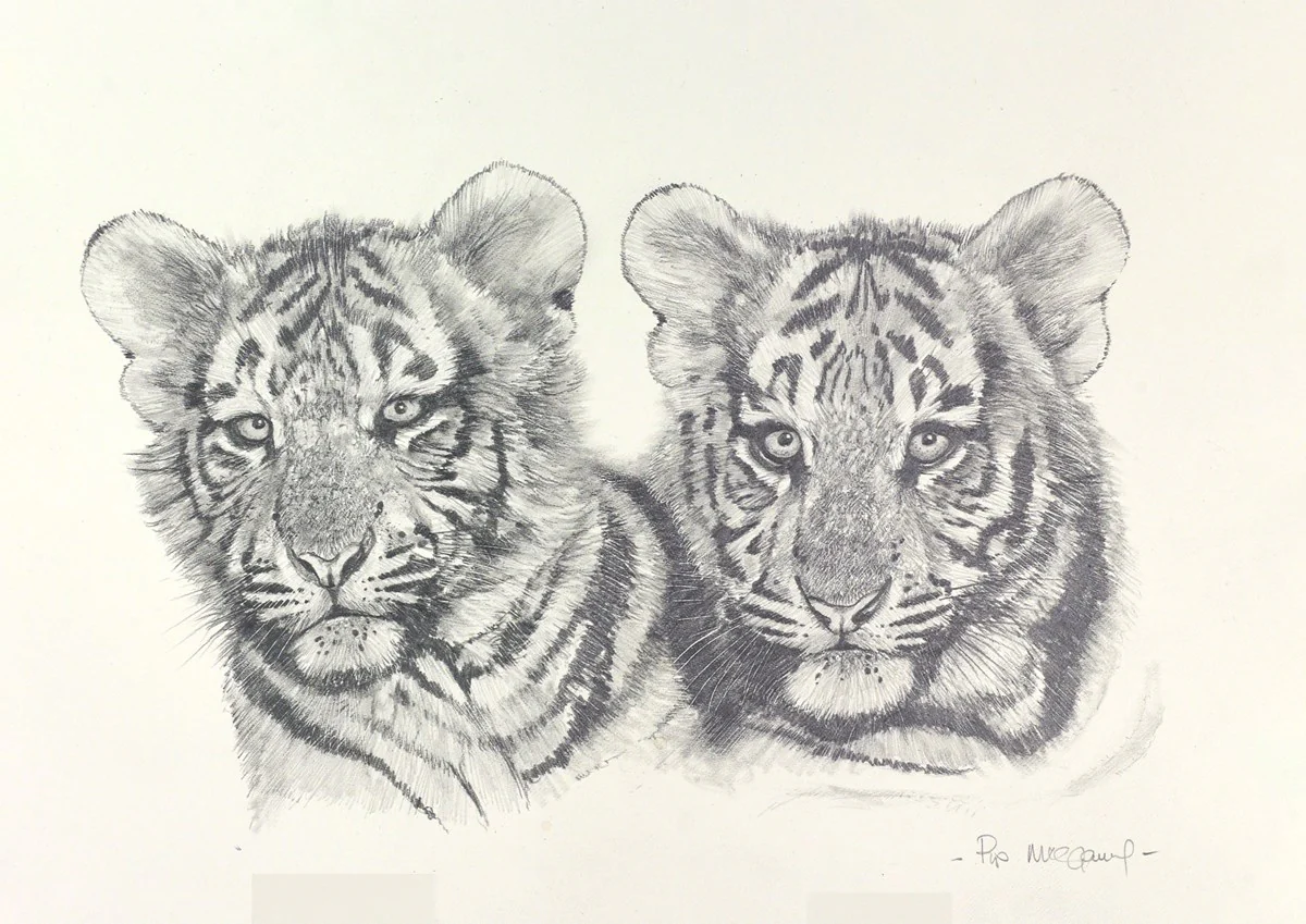 Tiger Cubs Sketch - Image 2