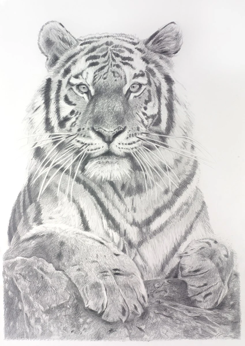 Tiger Study - Image 2