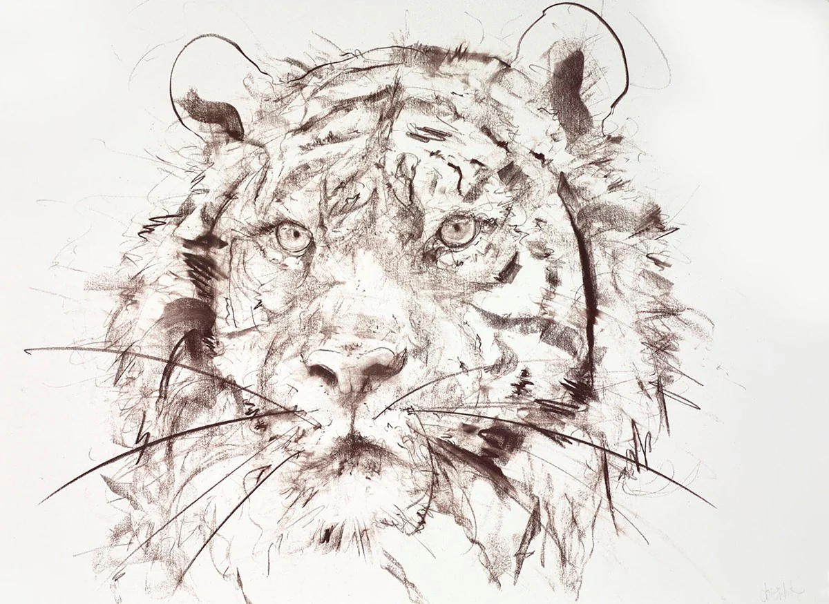 Tiger Study III
