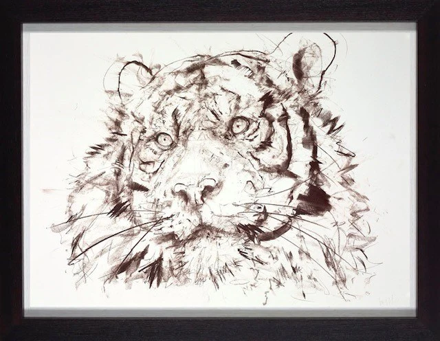 Tiger Study VI