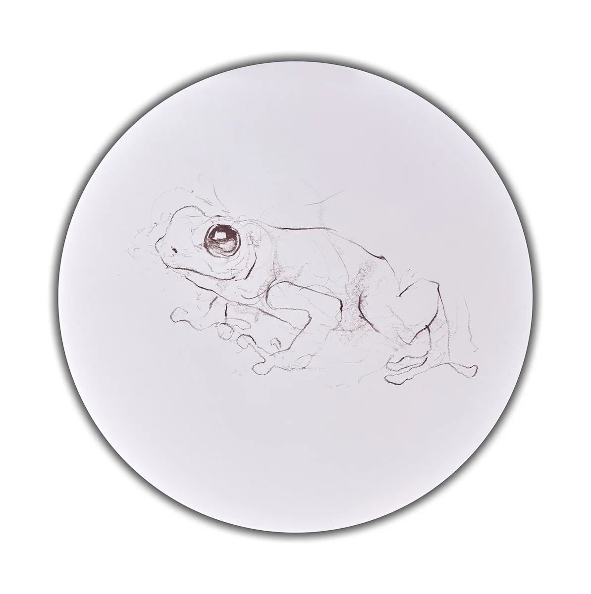 Tree Frog Study I