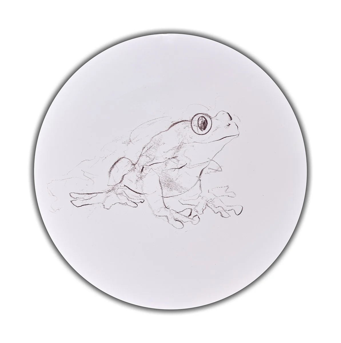 Tree Frog Study III