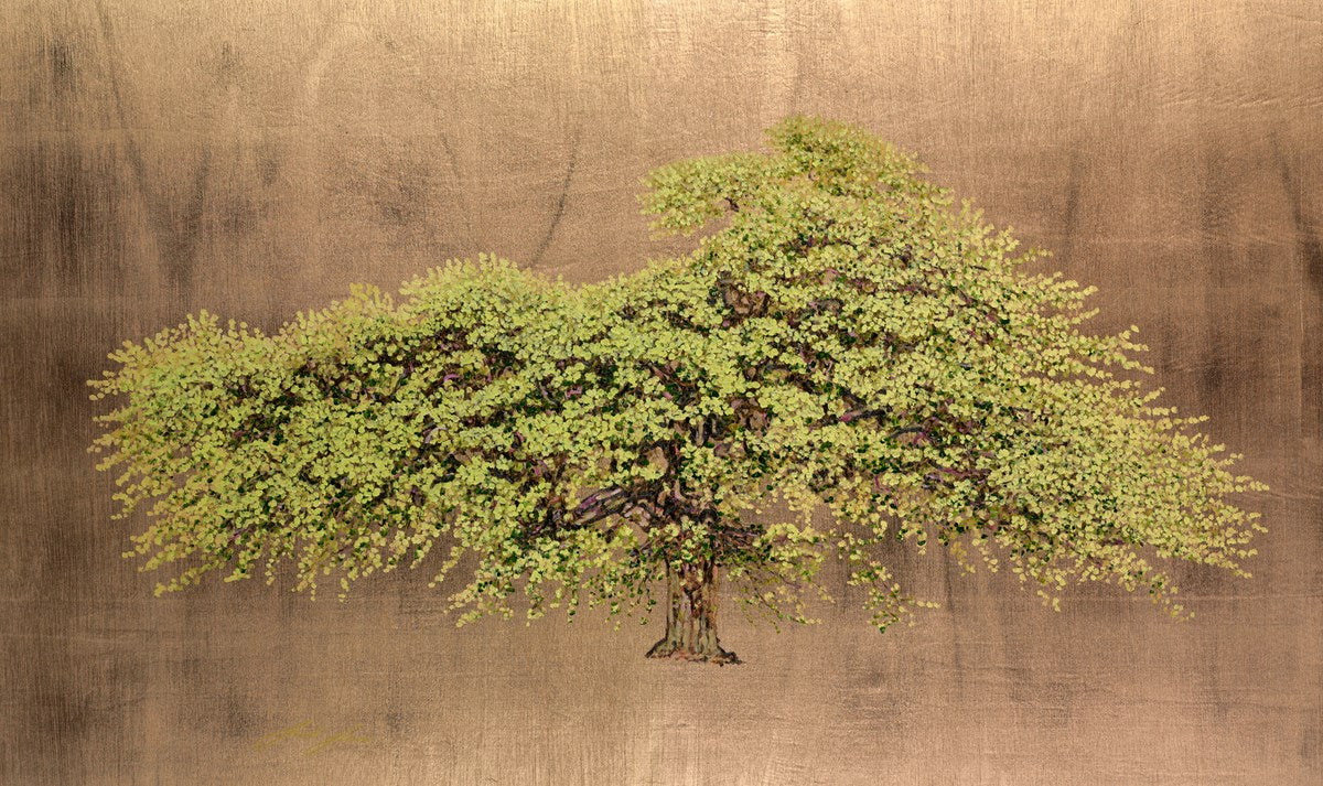 Wych Elm - Image 2