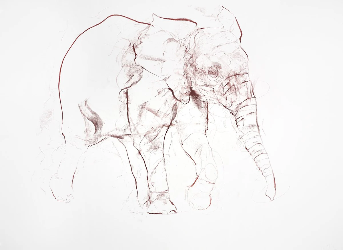 Young Elephant Sketch VI
