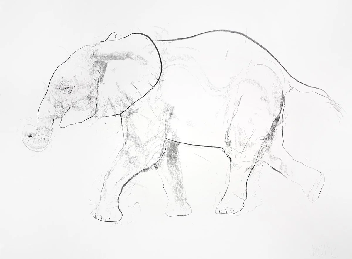 Young Elephant Sketch X