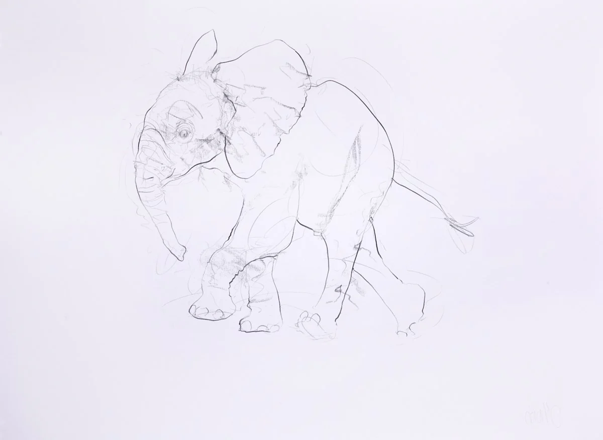 Young Elephant Sketch XI