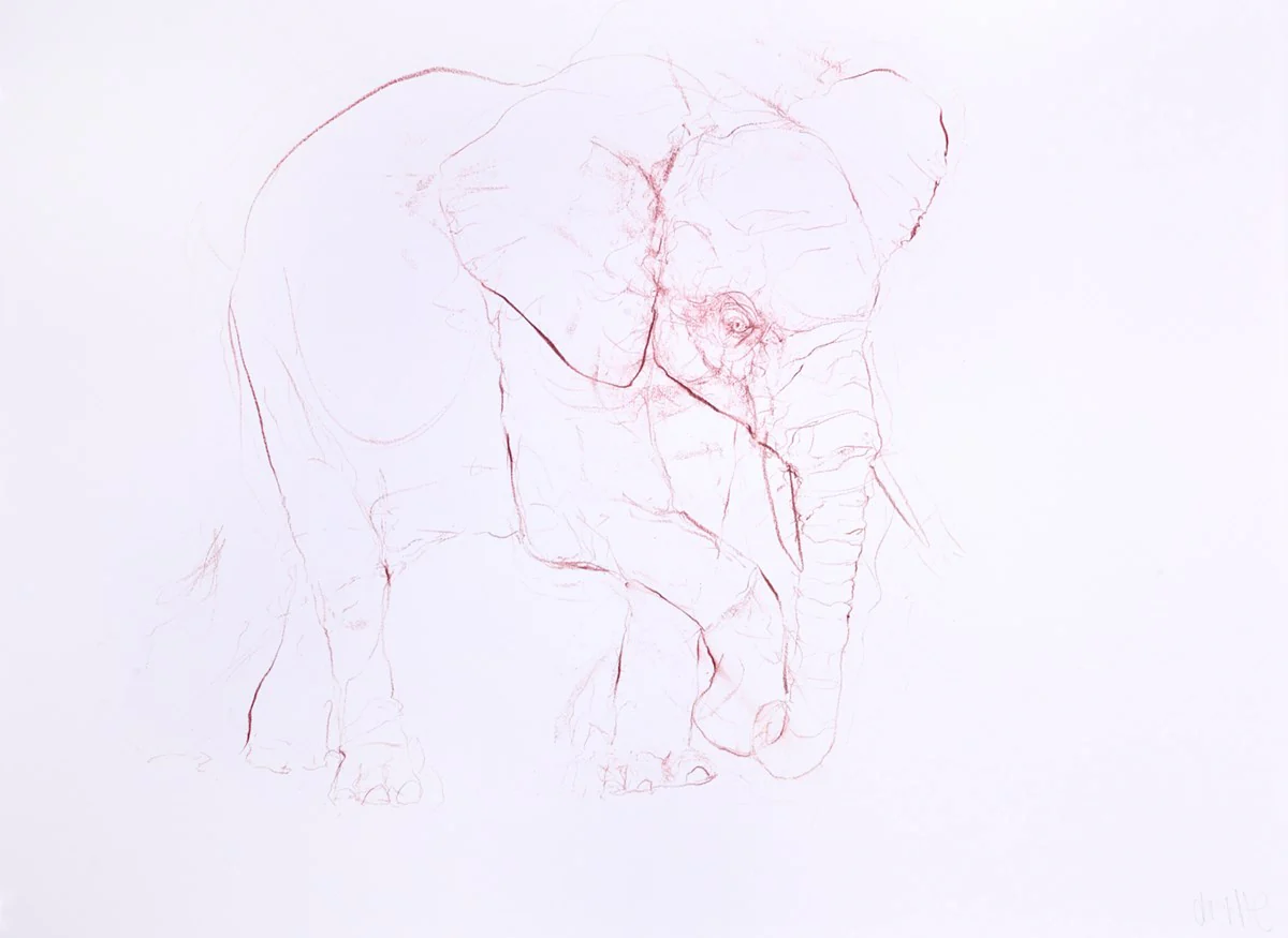 Young Elephant Sketch XIII