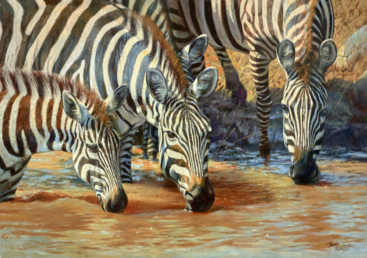 Zebras Drinking